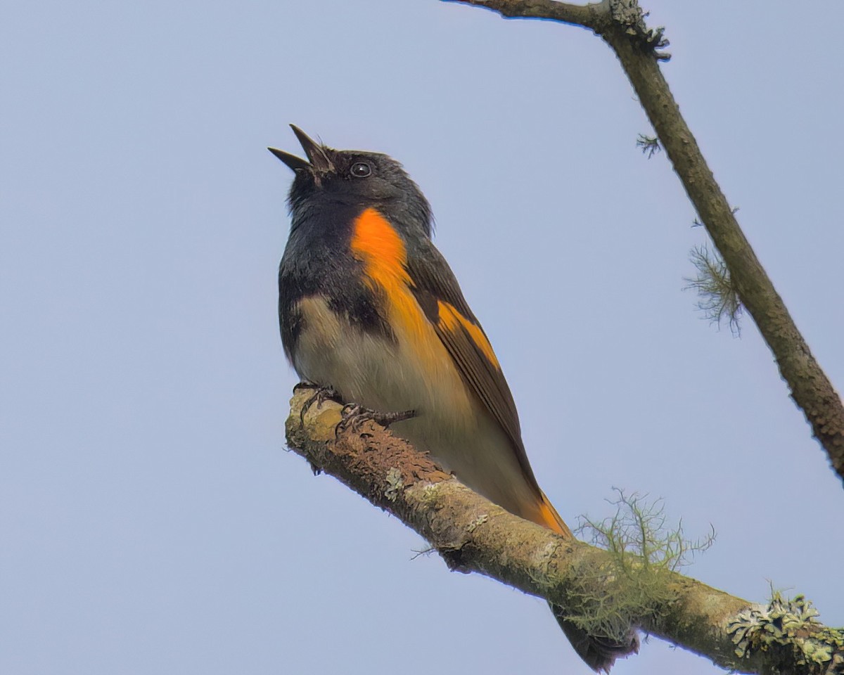 American Redstart - ML636433502