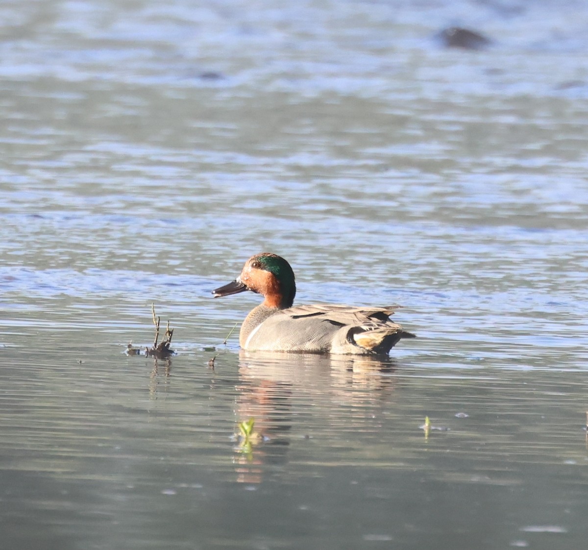 Green-winged Teal - ML636433515