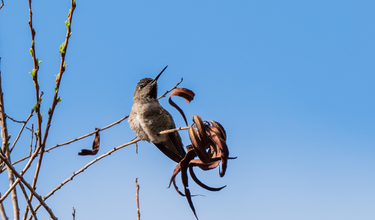 Anna's Hummingbird - ML636433548