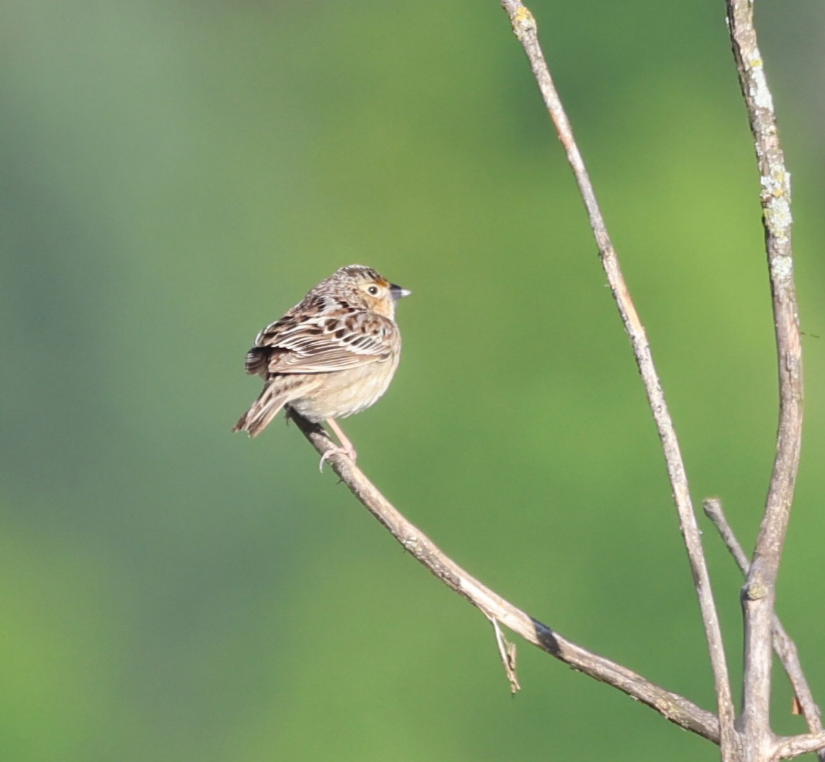 Grasshopper Sparrow - ML636433593