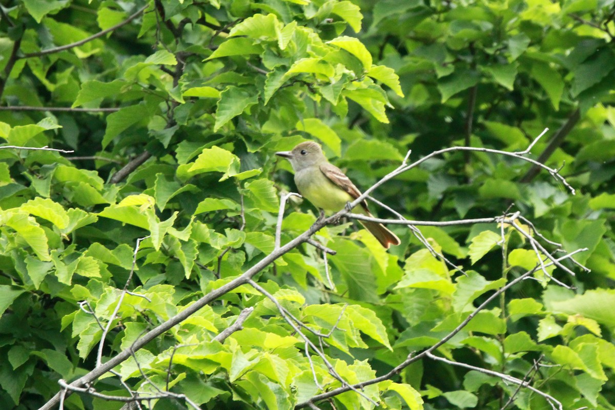 Great Crested Flycatcher - ML636433601