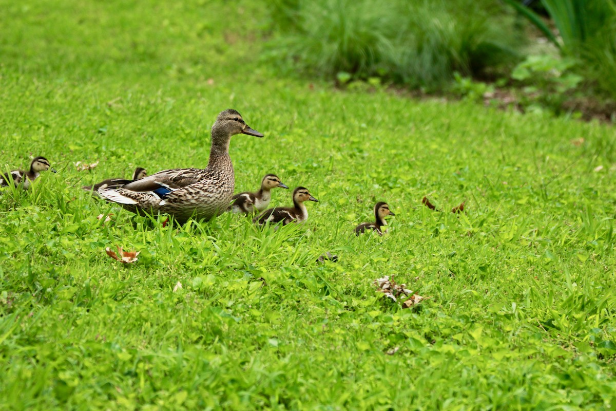 Mallard - ML636433616
