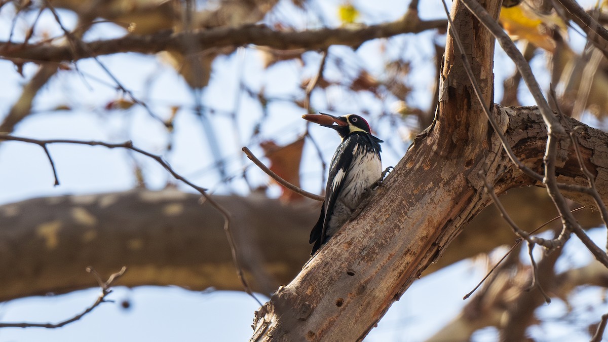 Acorn Woodpecker - ML636433645