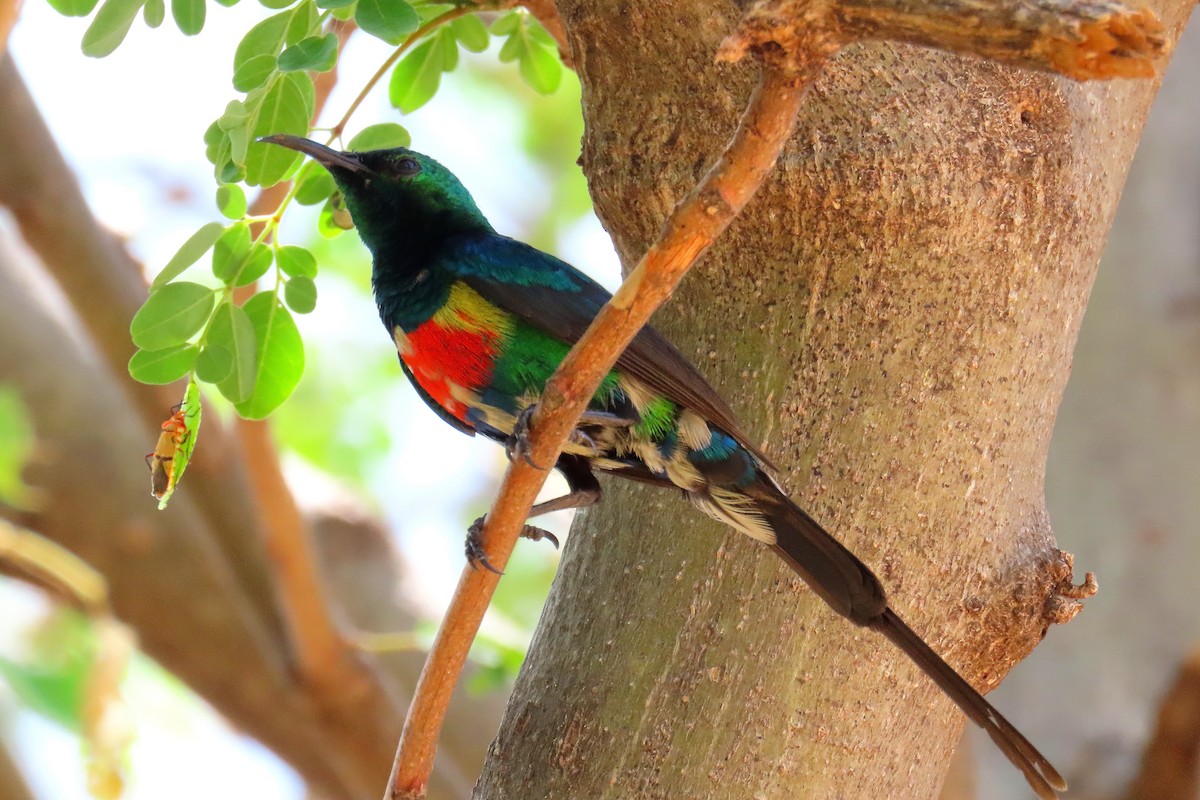 Beautiful Sunbird - ML636433734