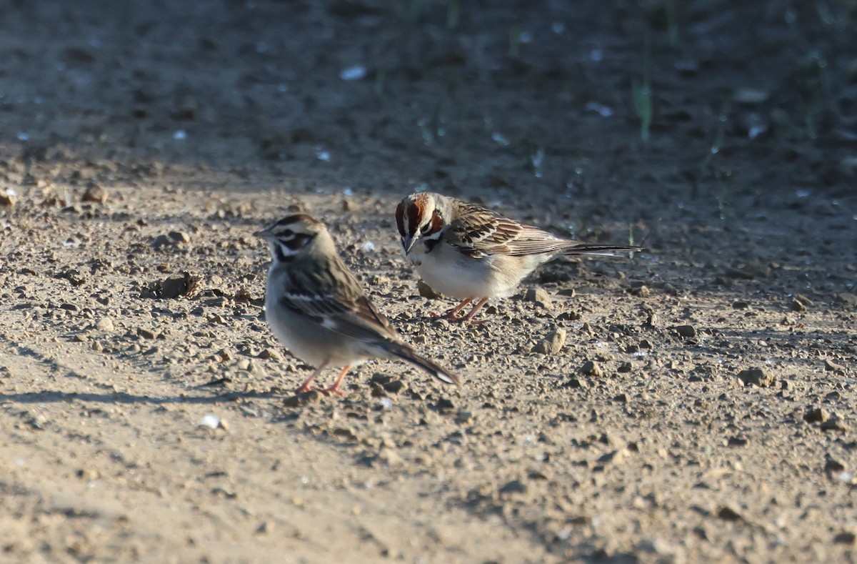 Lark Sparrow - ML636433736