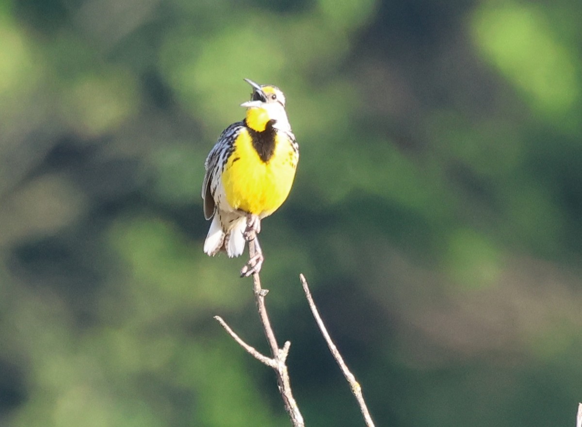 Eastern Meadowlark - ML636433758