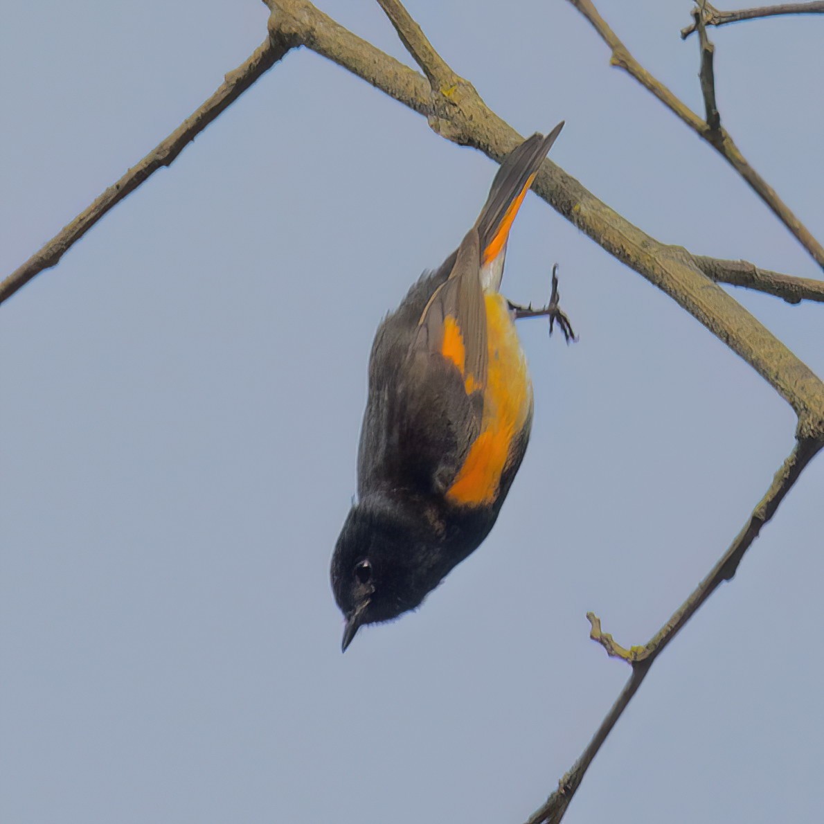 American Redstart - ML636433794