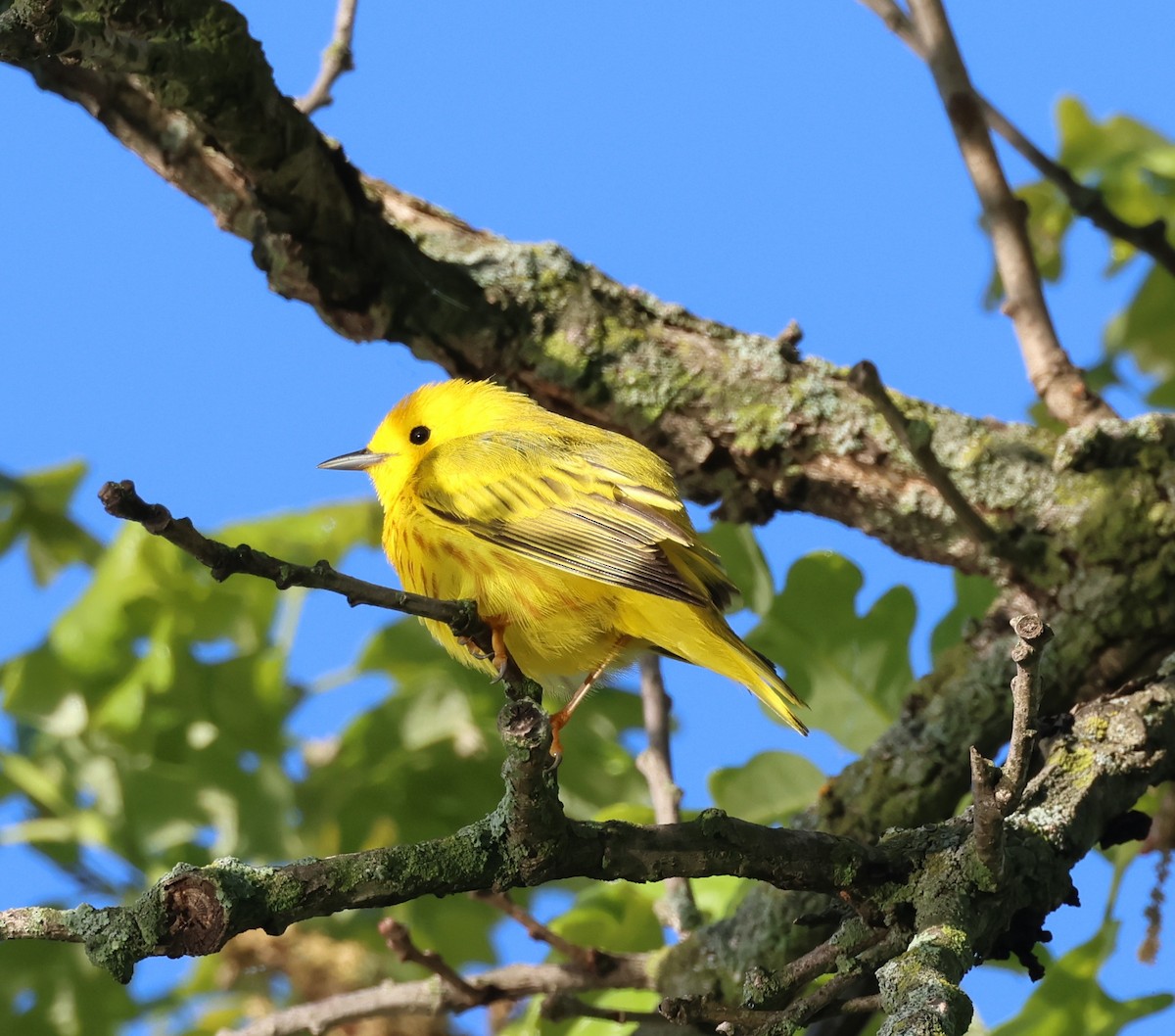 Northern Yellow Warbler - ML636433864