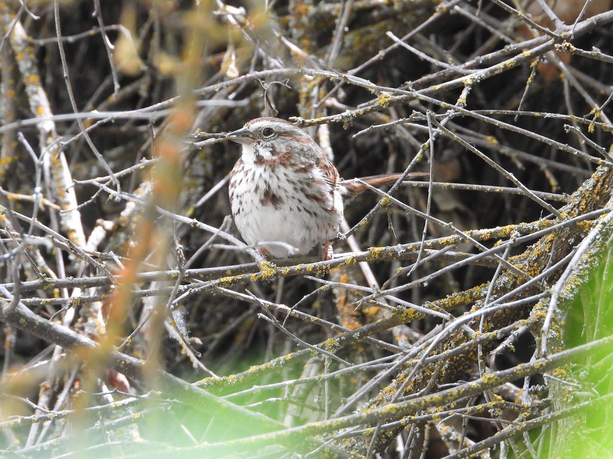 Song Sparrow - ML636433876