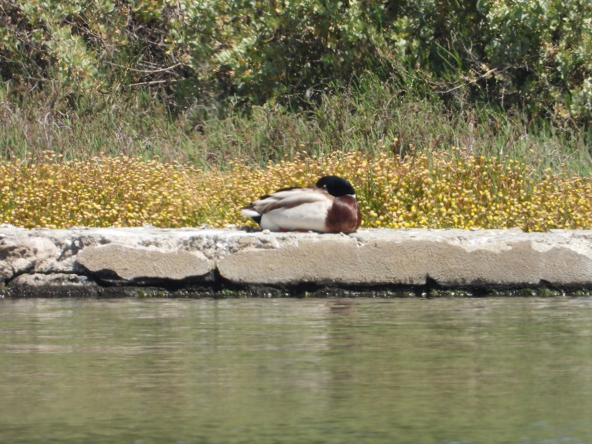 Mallard - ML636433967