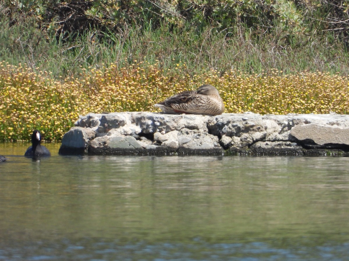 Mallard - ML636433970