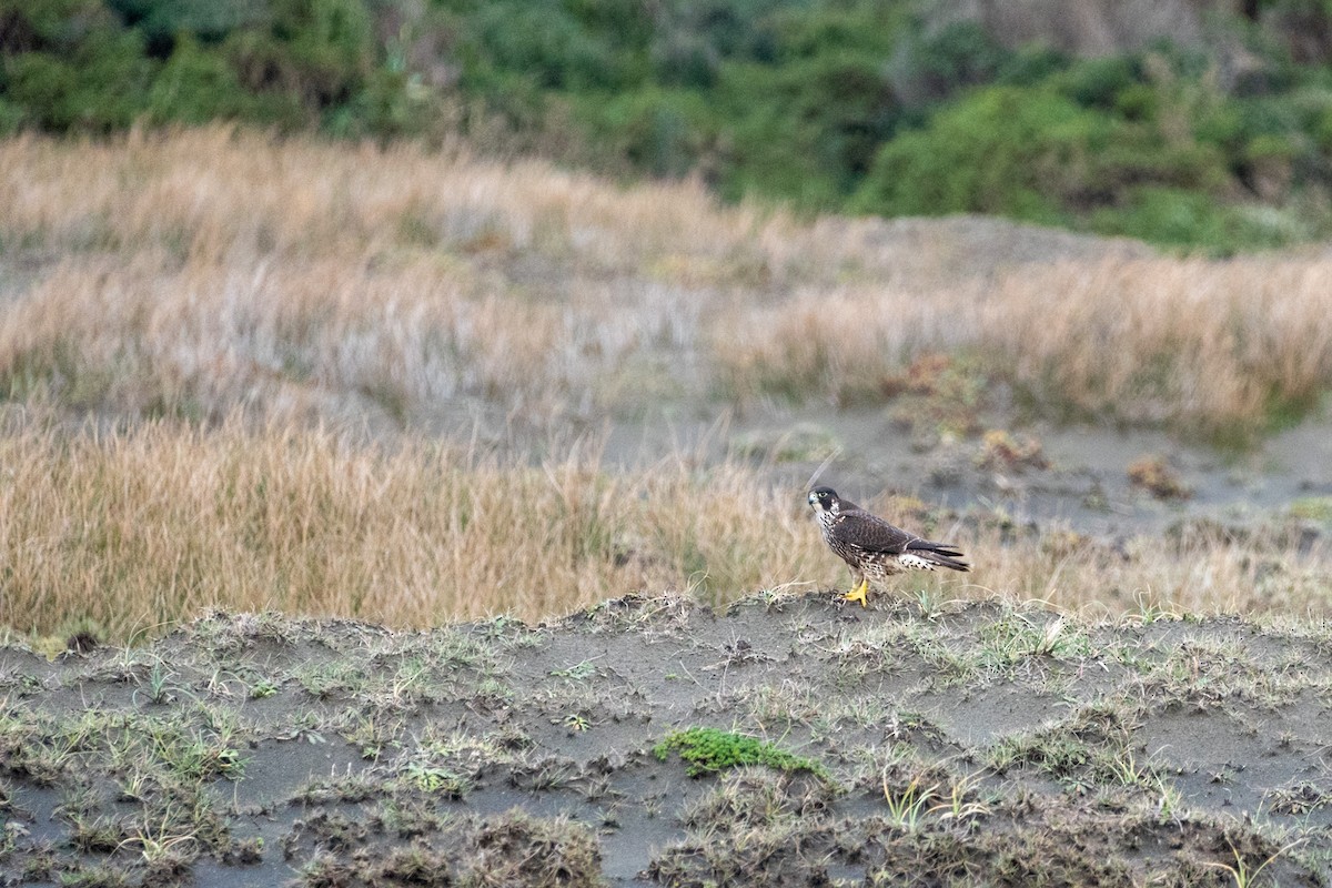 Peregrine Falcon - ML636433998