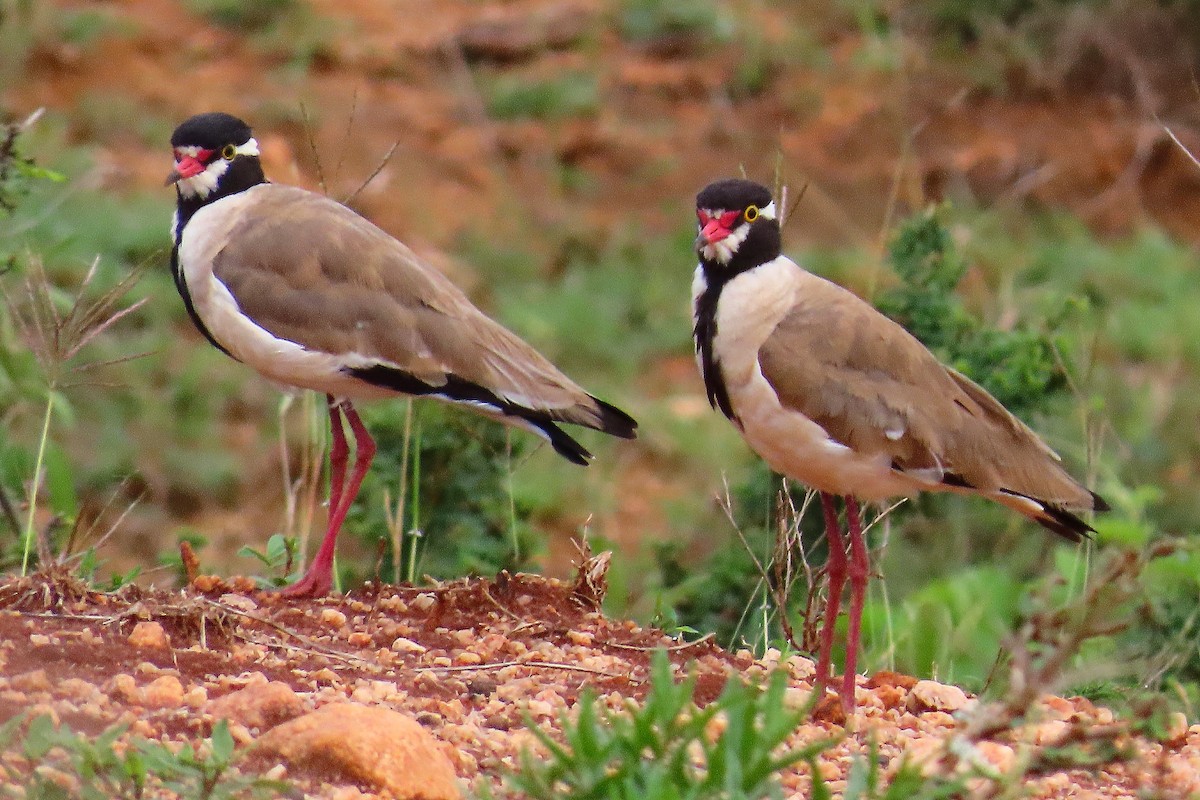 Black-headed Lapwing - ML636434029