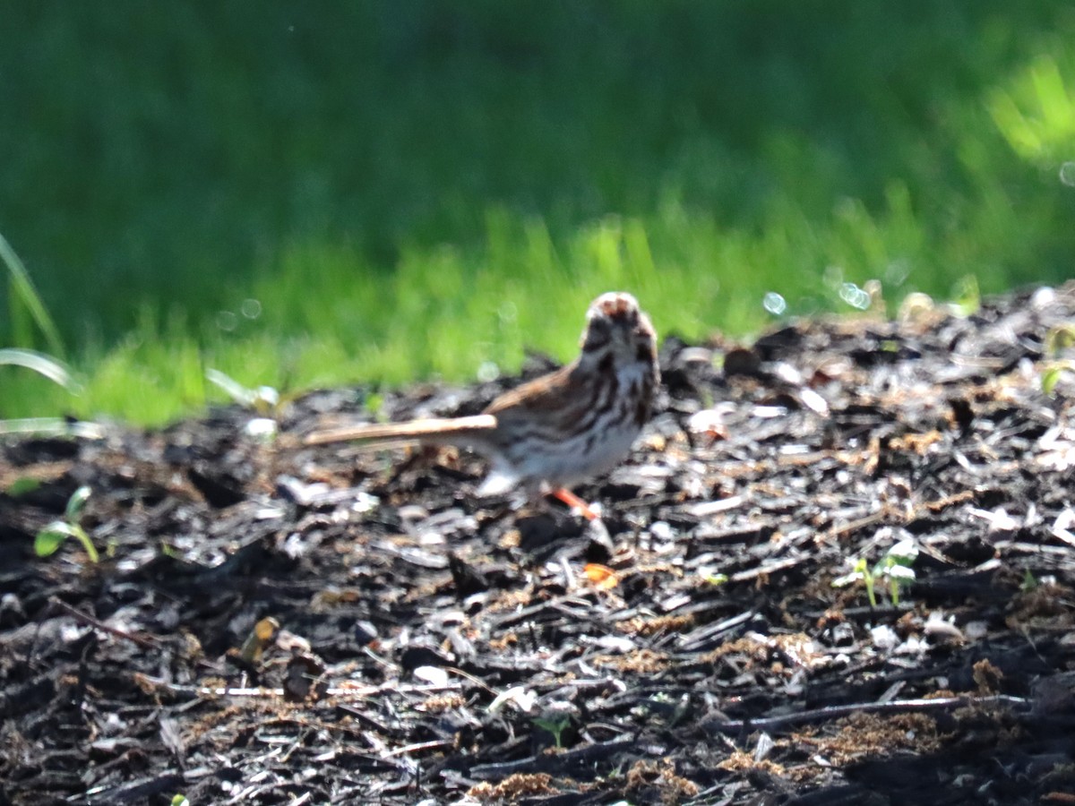 Song Sparrow - ML636434033