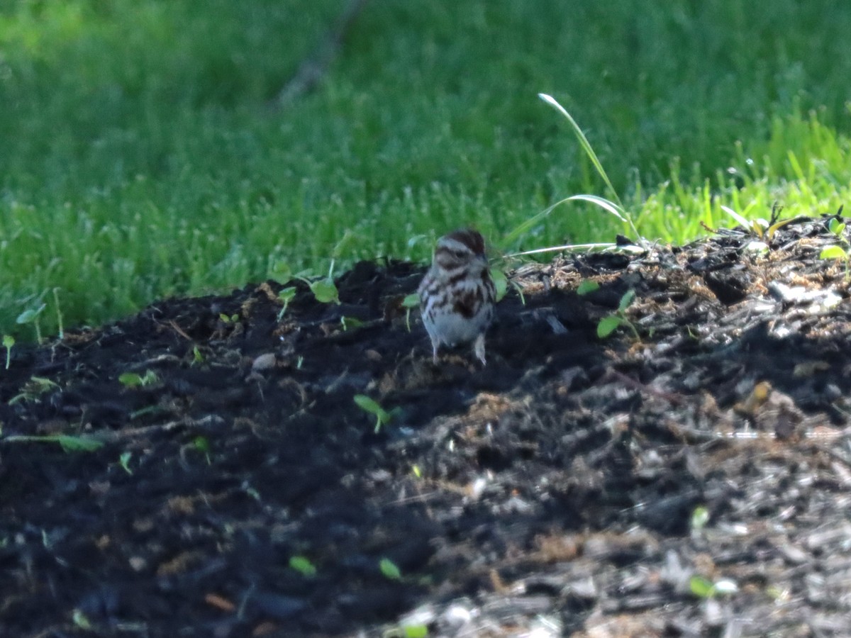 Song Sparrow - ML636434034