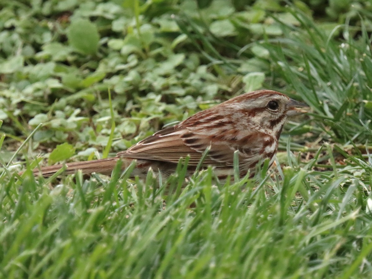 Song Sparrow - ML636434035