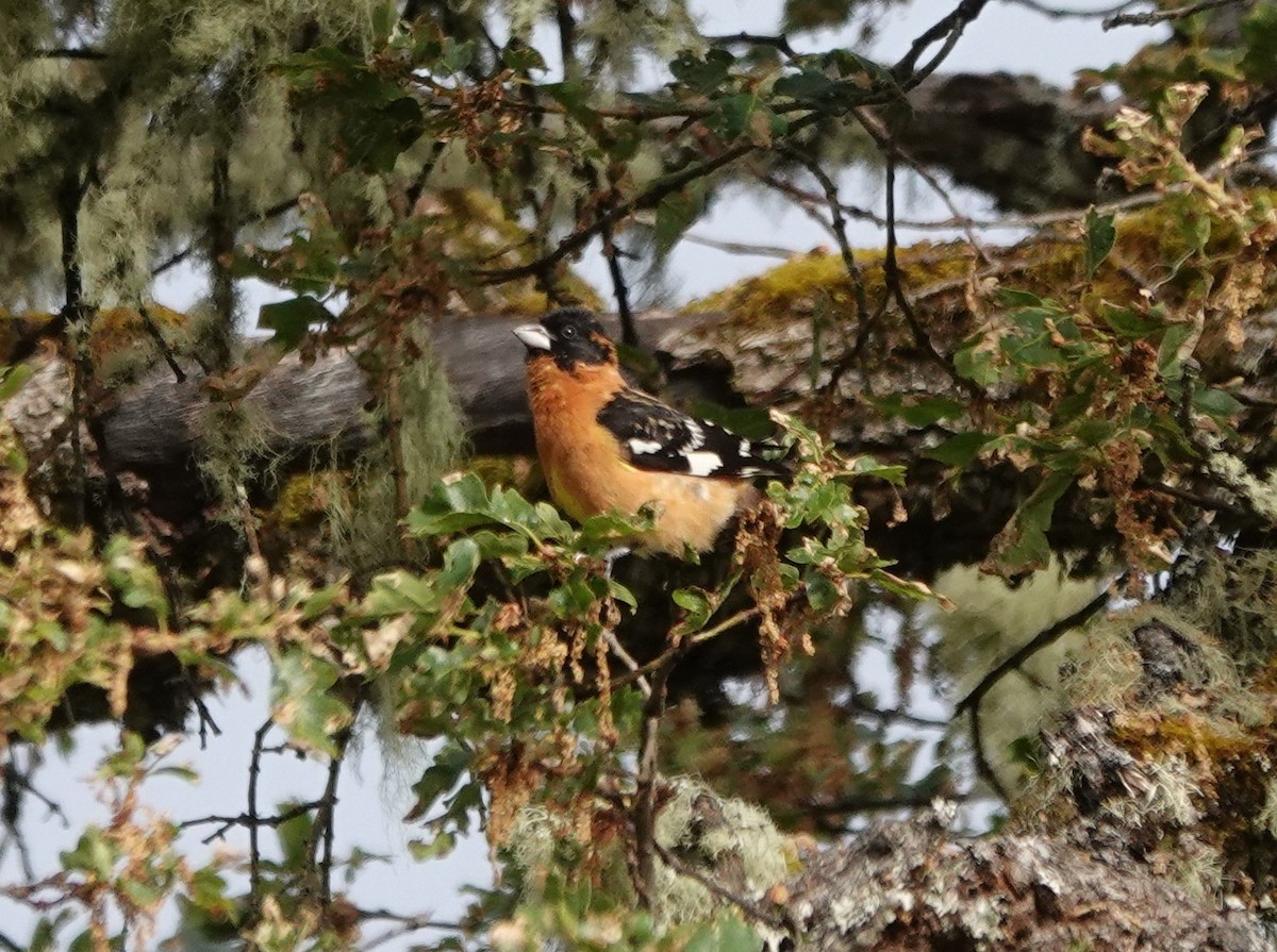 Black-headed Grosbeak - ML636434075