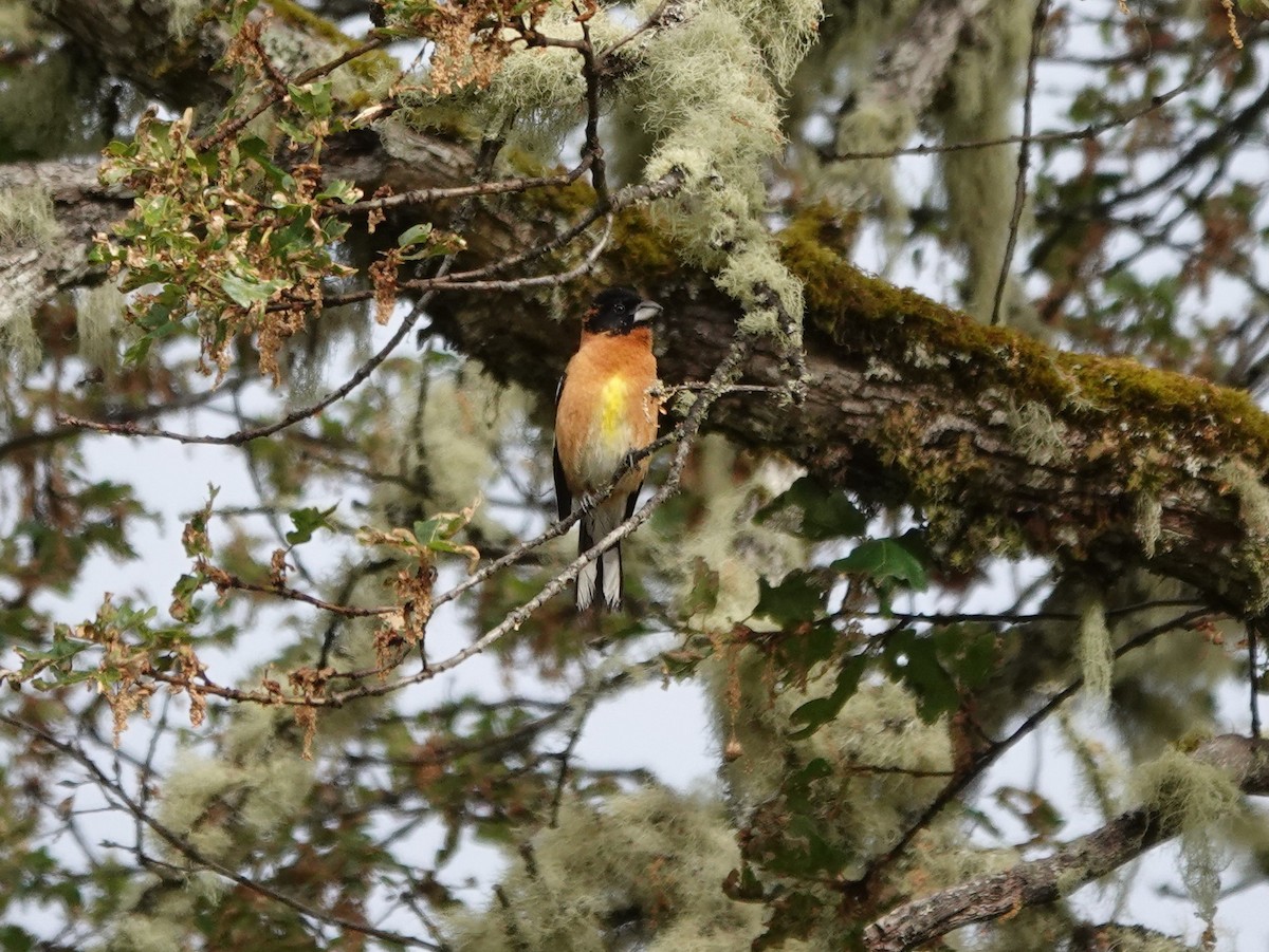Cardinal à tête noire - ML636434076