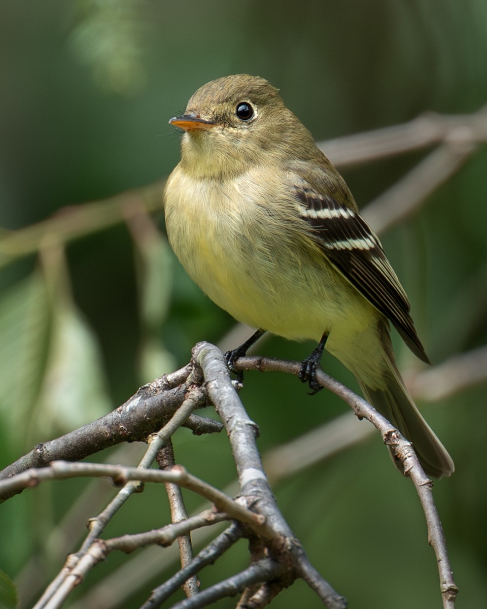 Yellow-bellied Flycatcher - ML636434077