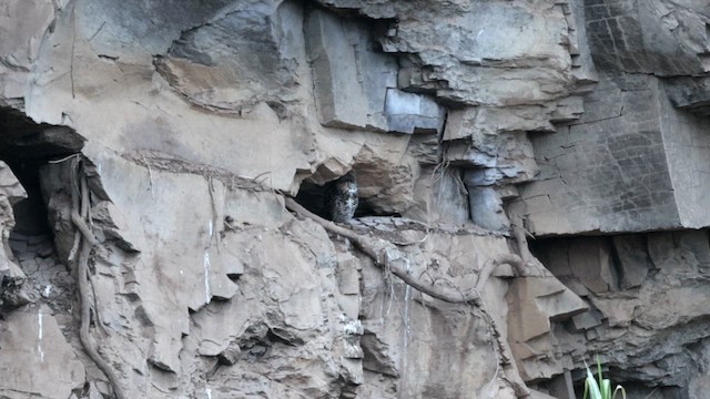Cape Eagle-Owl - ML636434138