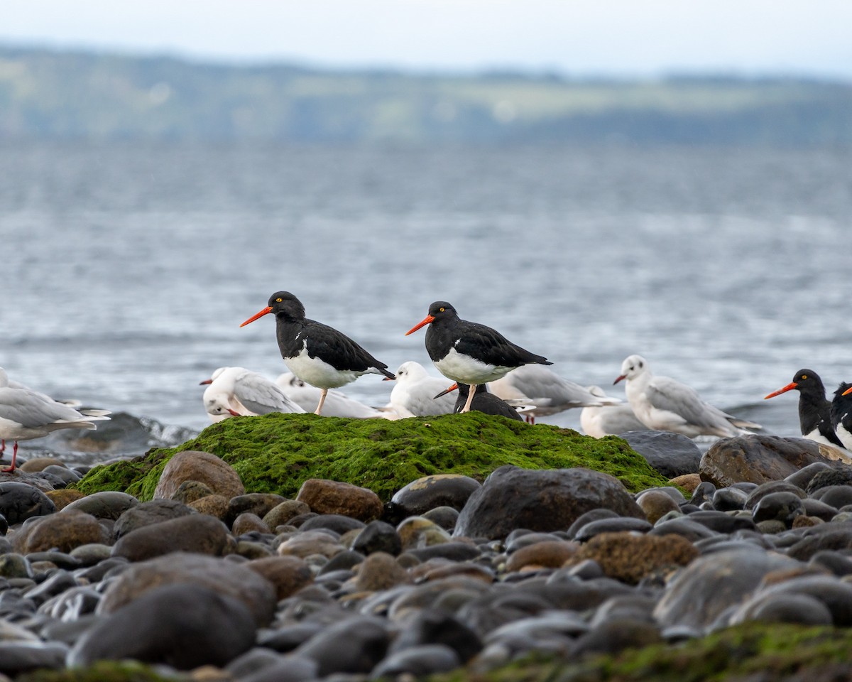 Magellanic Oystercatcher - ML636434175