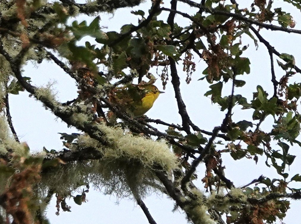 Paruline jaune - ML636434200