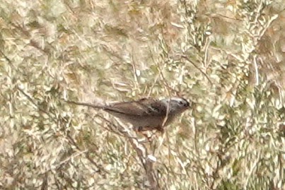 White-crowned Sparrow - ML636434201