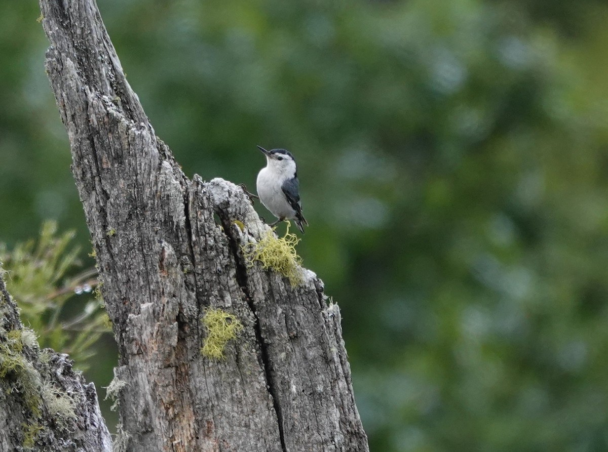Sittelle à poitrine blanche - ML636434260