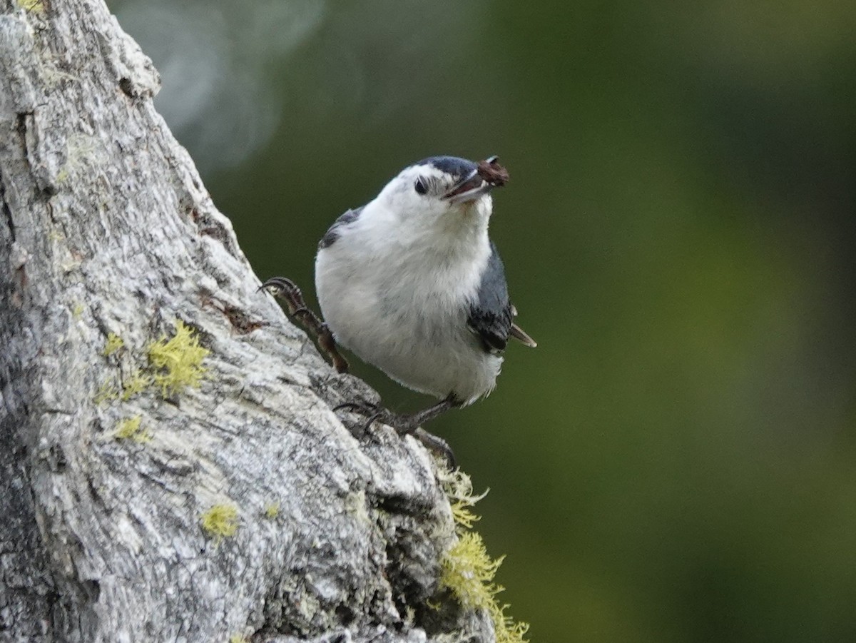 Sittelle à poitrine blanche - ML636434261