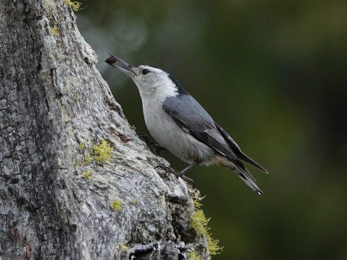Sittelle à poitrine blanche - ML636434263