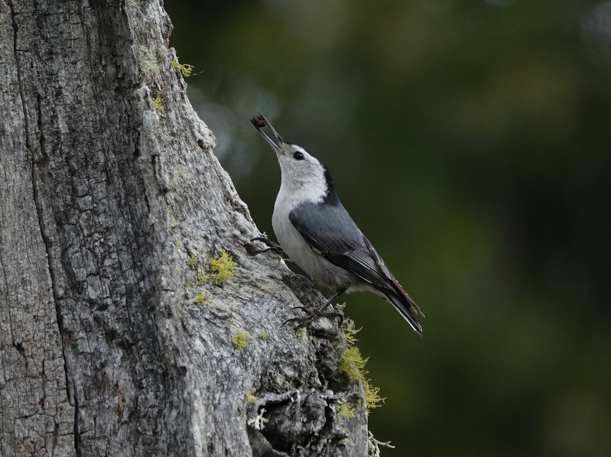 Sittelle à poitrine blanche - ML636434265