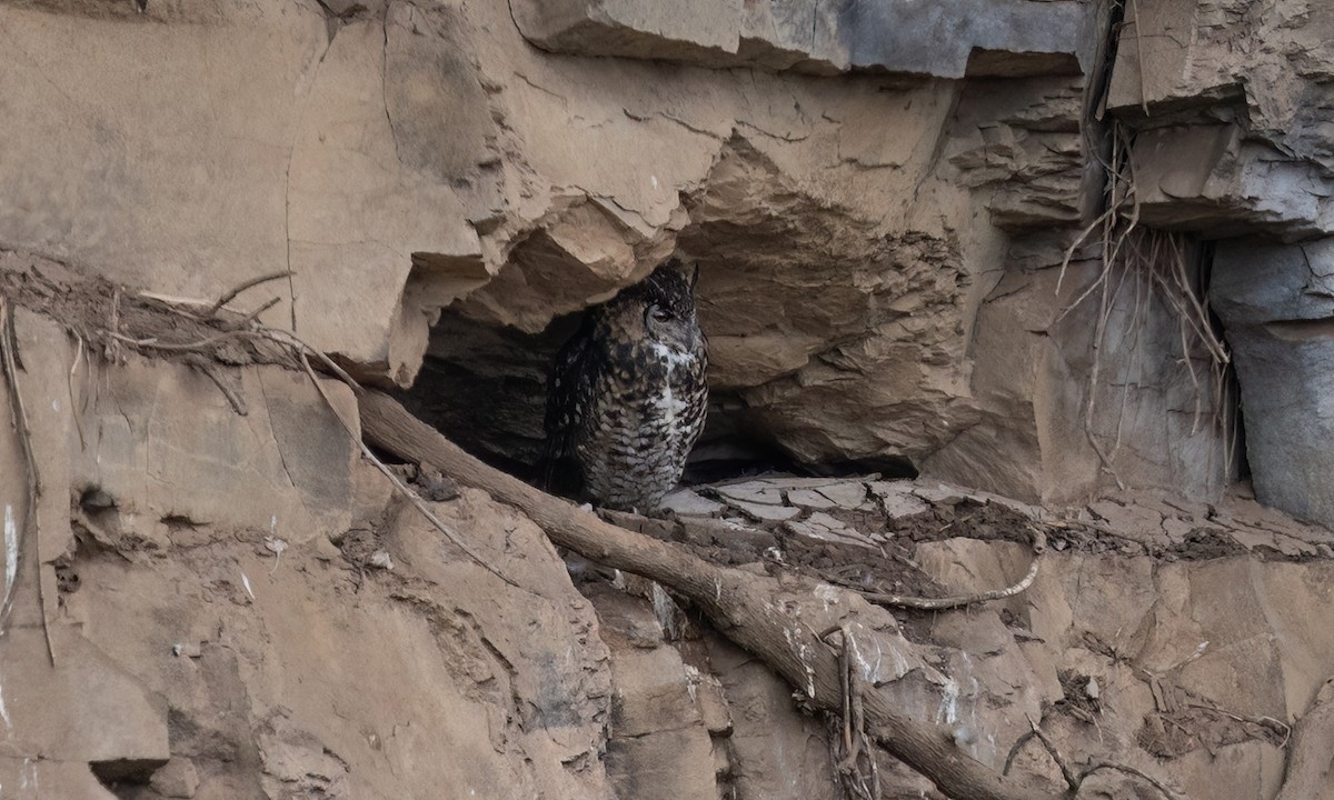Cape Eagle-Owl - ML636434273