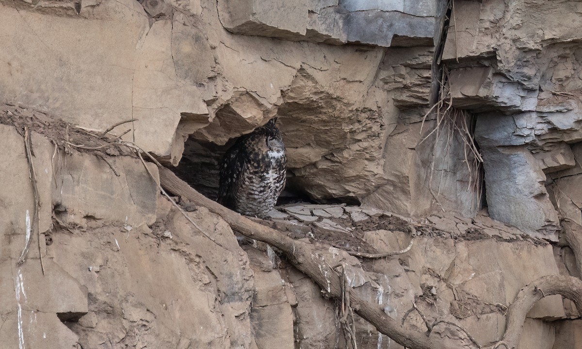 Cape Eagle-Owl - ML636434274