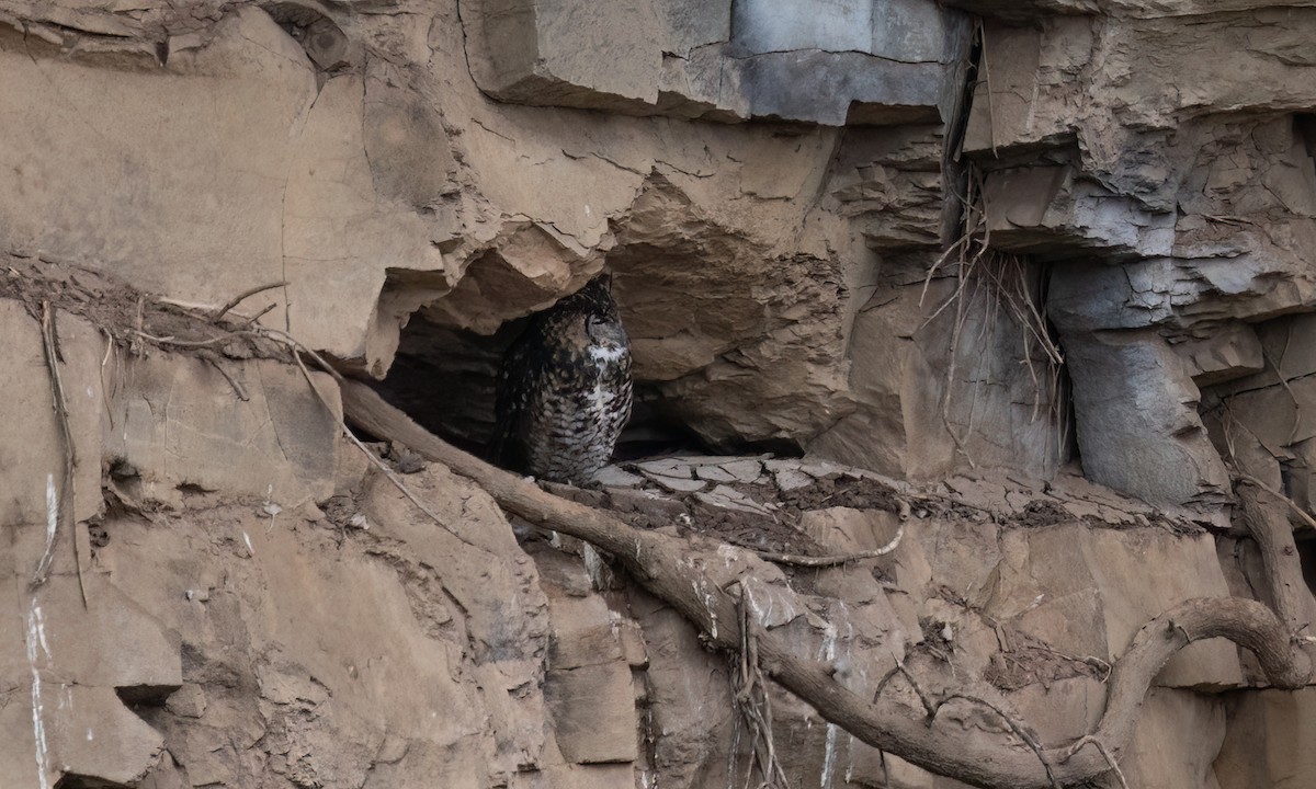 Cape Eagle-Owl - ML636434275