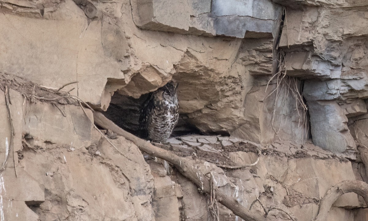 Cape Eagle-Owl - ML636434276
