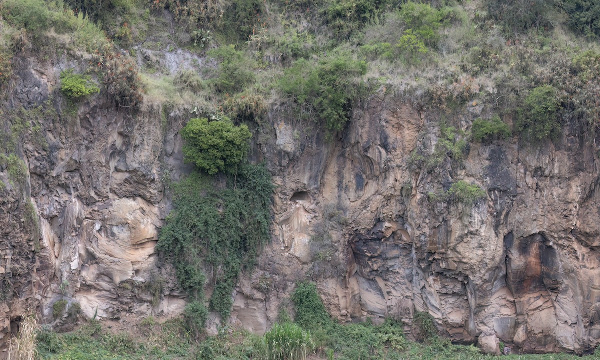 Cape Eagle-Owl - ML636434277