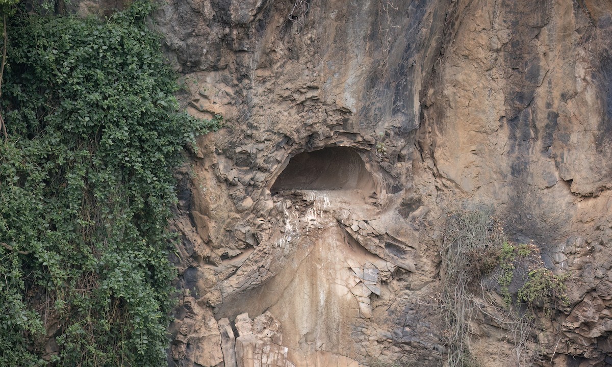 Cape Eagle-Owl - ML636434278