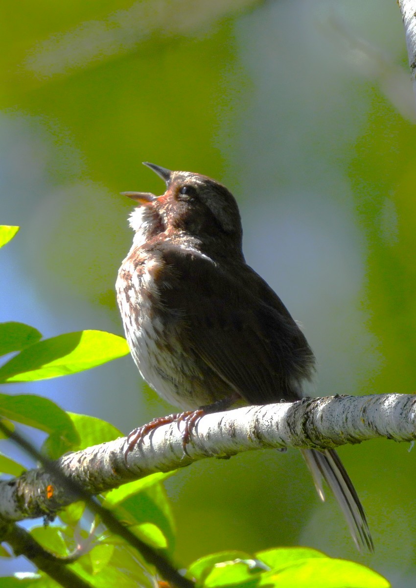 Song Sparrow - ML636434290