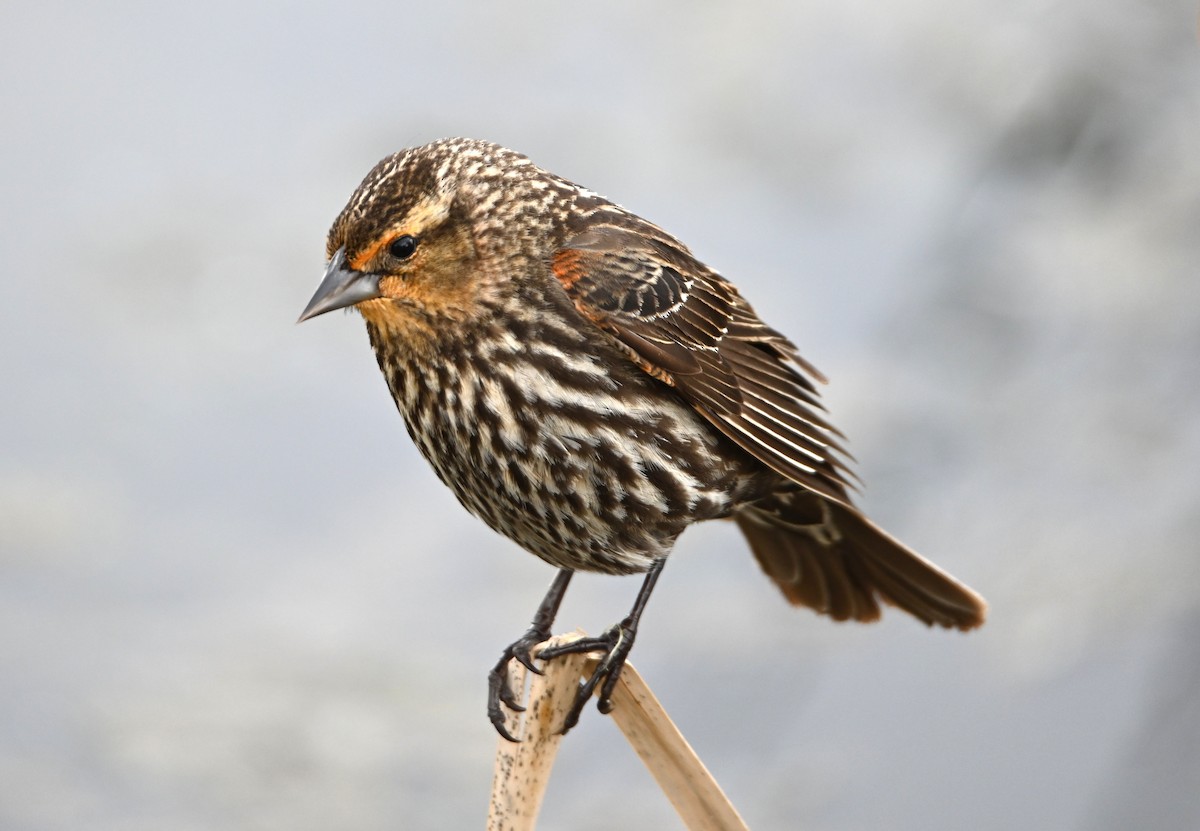 Red-winged Blackbird - ML636434291