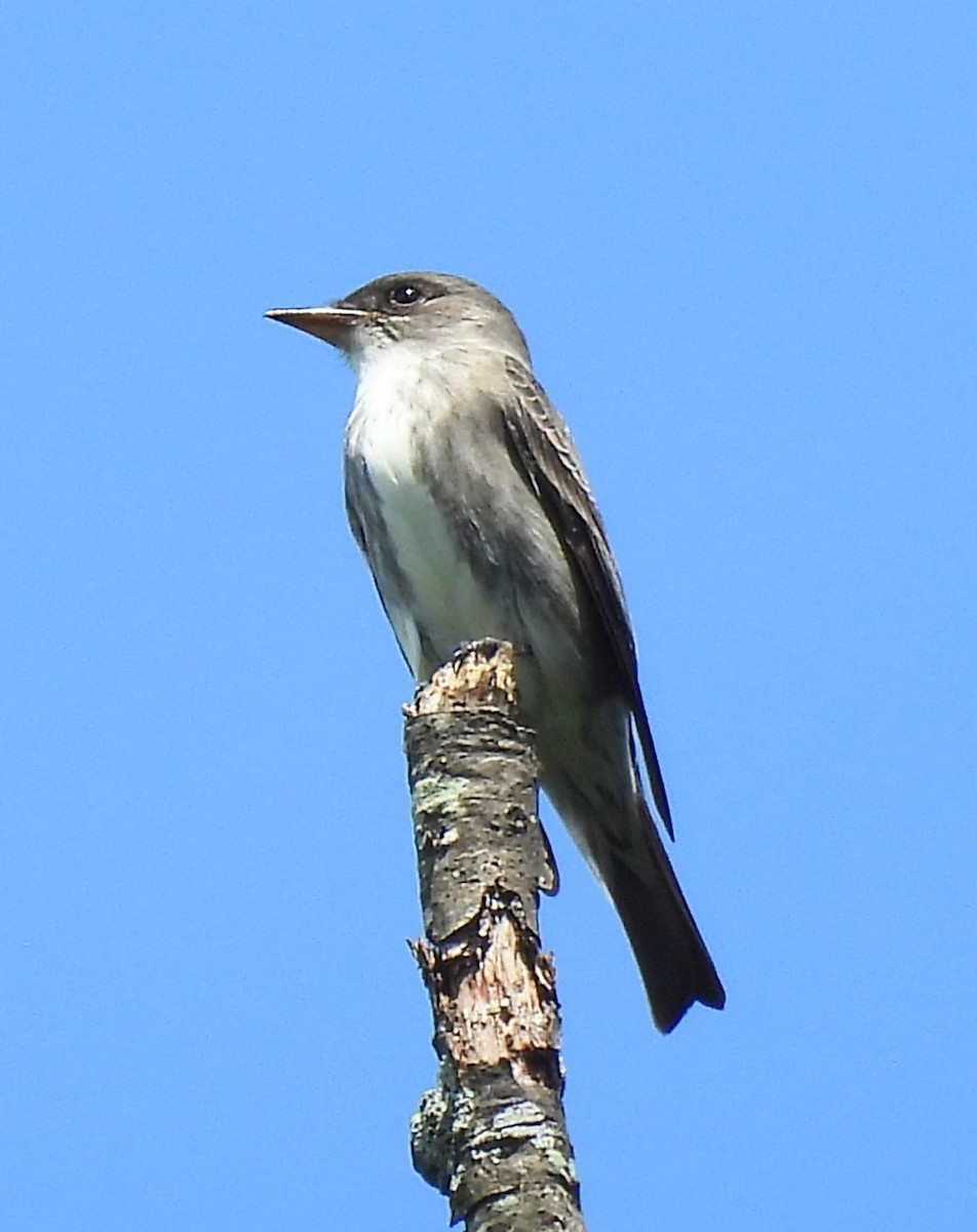 Olive-sided Flycatcher - ML636434301