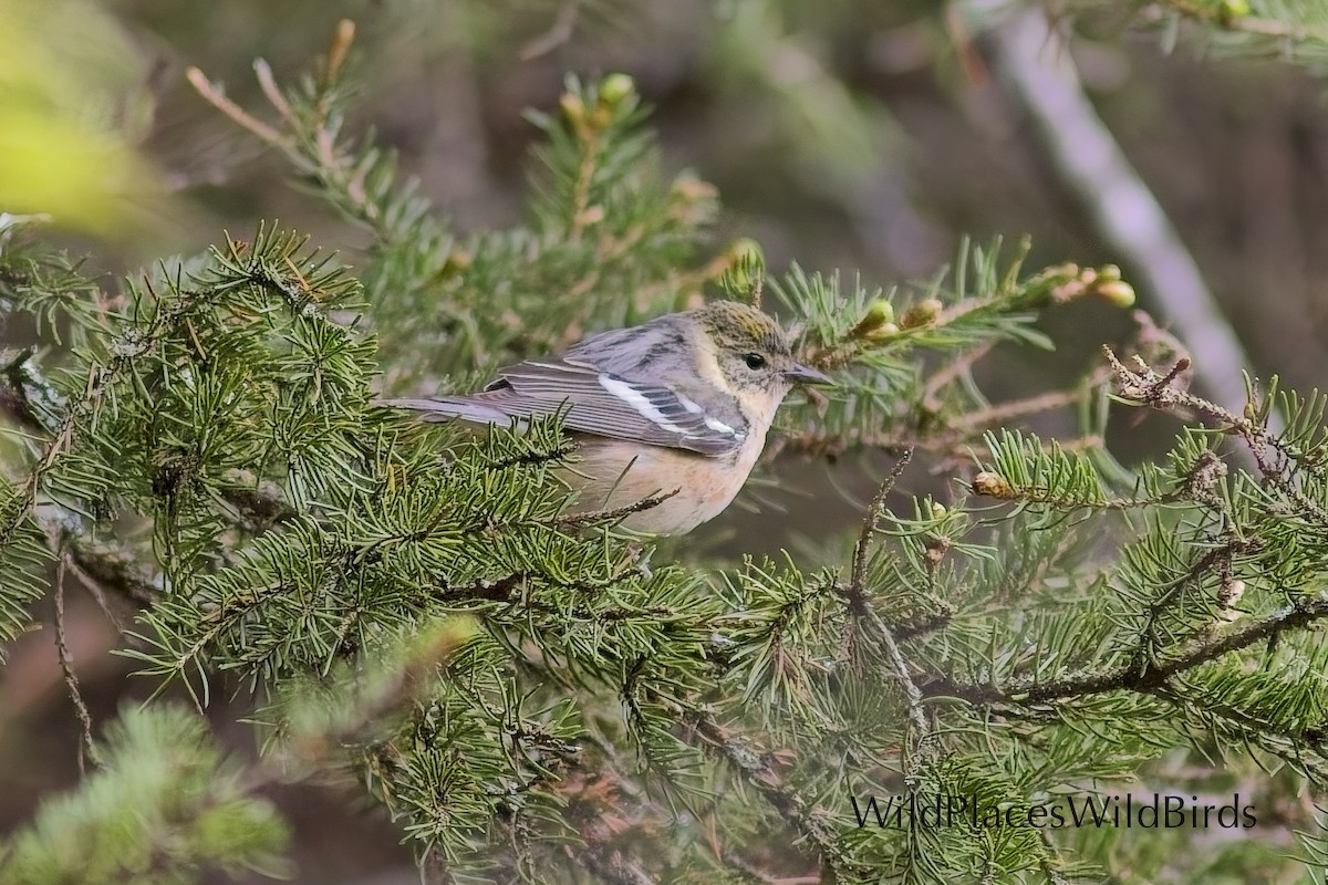 Braunkehl-Waldsänger - ML636434304