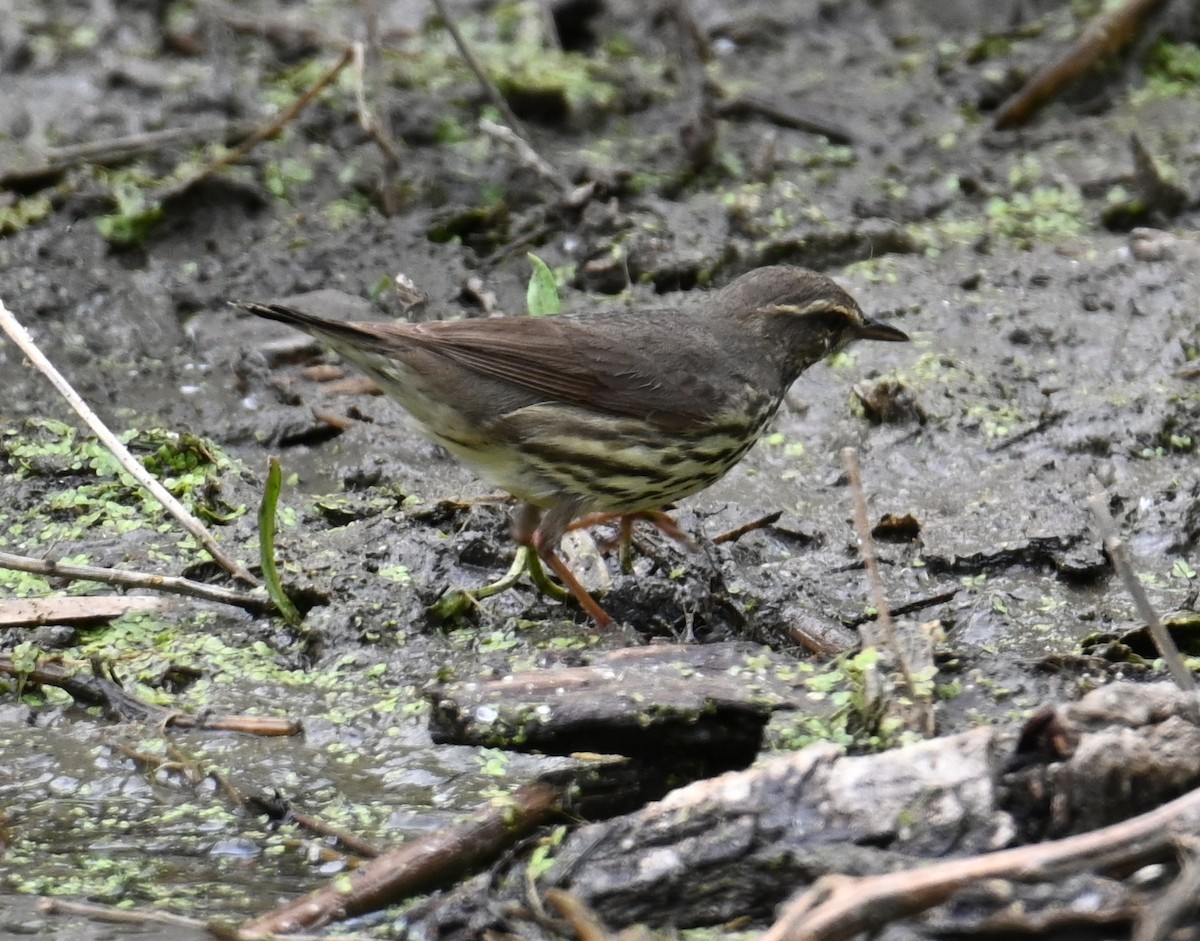 Northern Waterthrush - ML636434320
