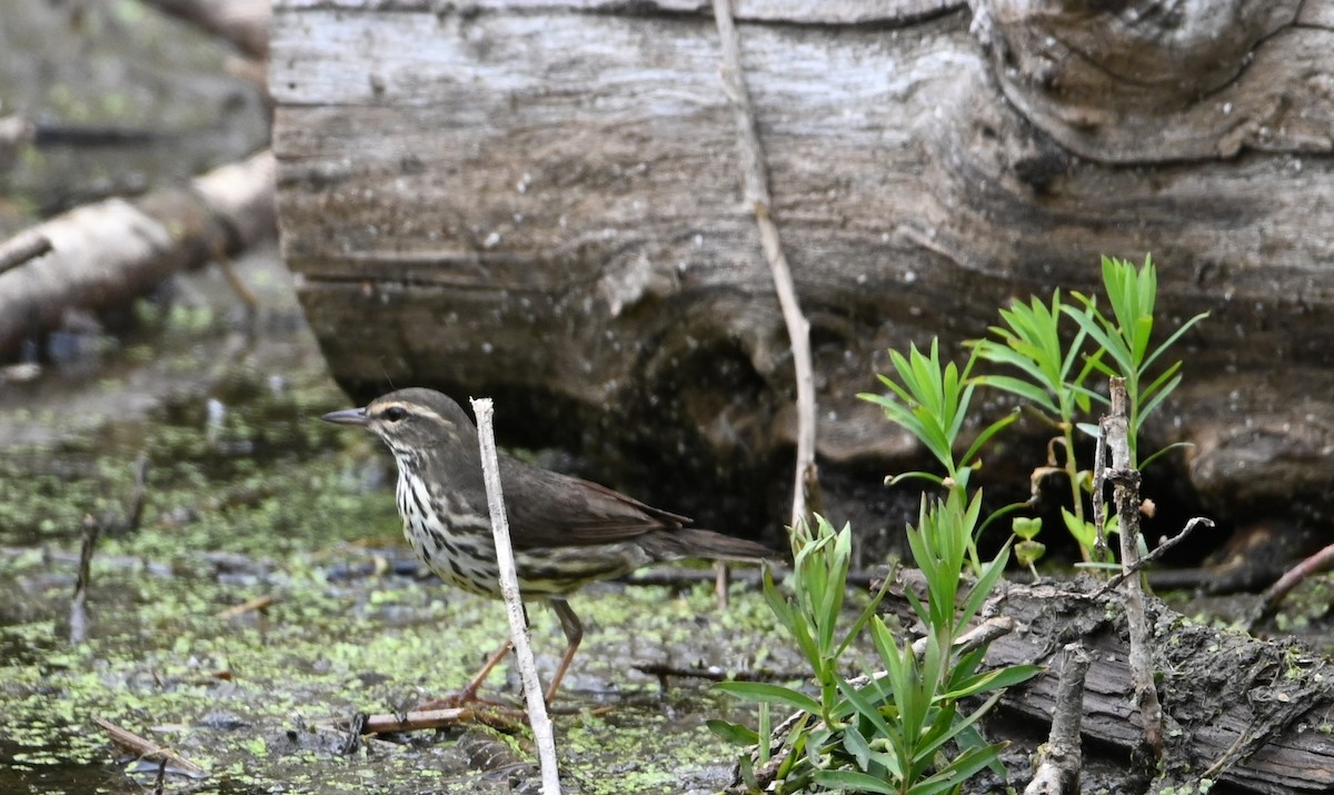 Northern Waterthrush - ML636434322