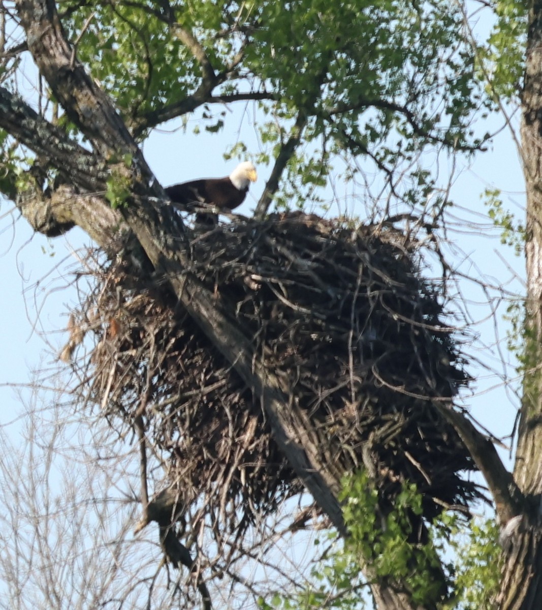 Bald Eagle - ML636434355