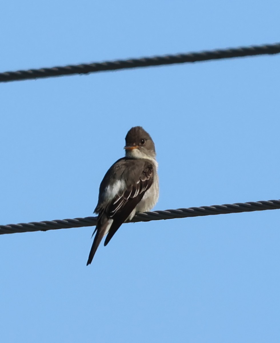 Olive-sided Flycatcher - ML636434362