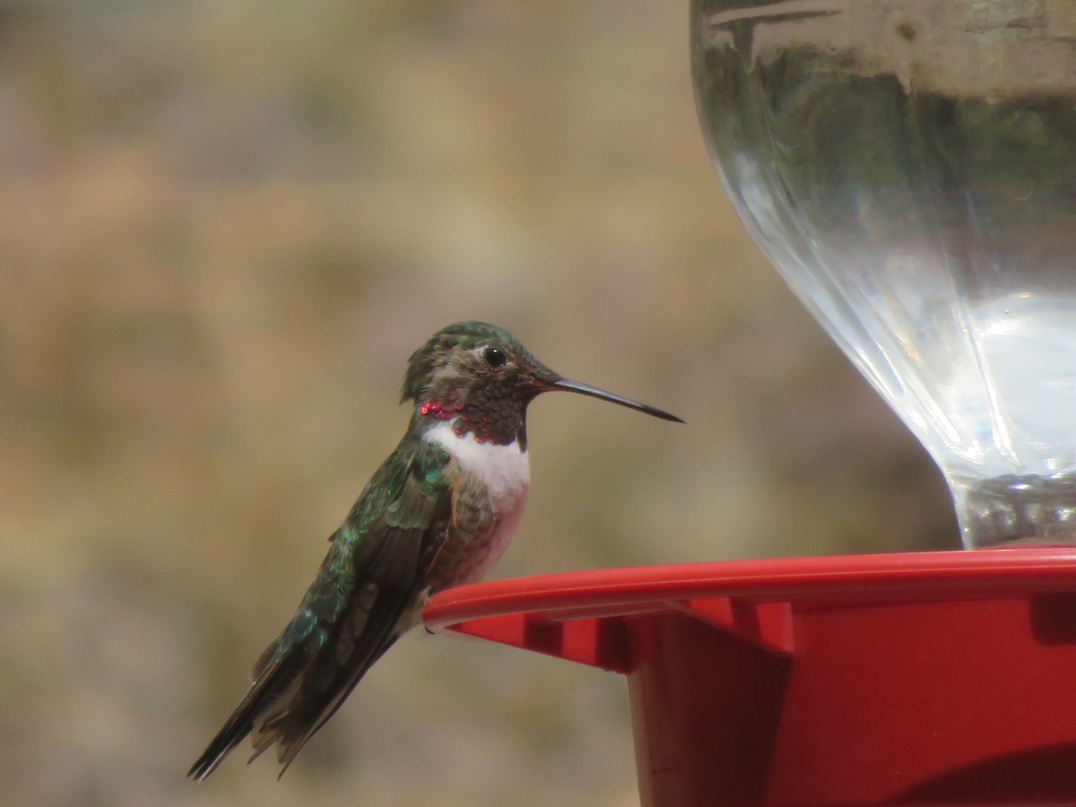Broad-tailed Hummingbird - ML636434365
