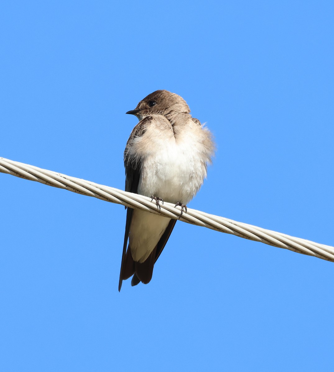 Bank Swallow - ML636434377
