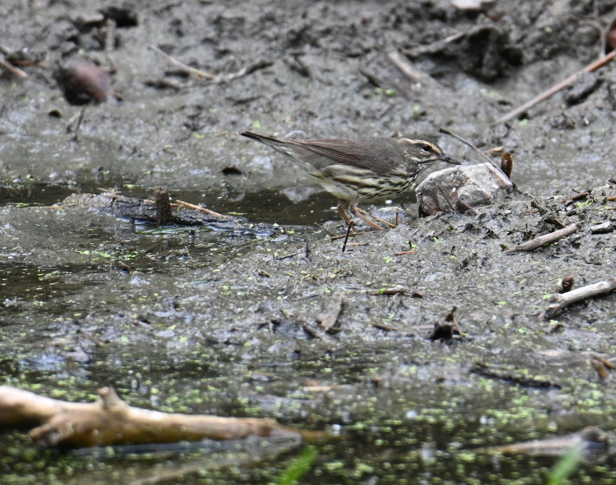 Northern Waterthrush - ML636434378