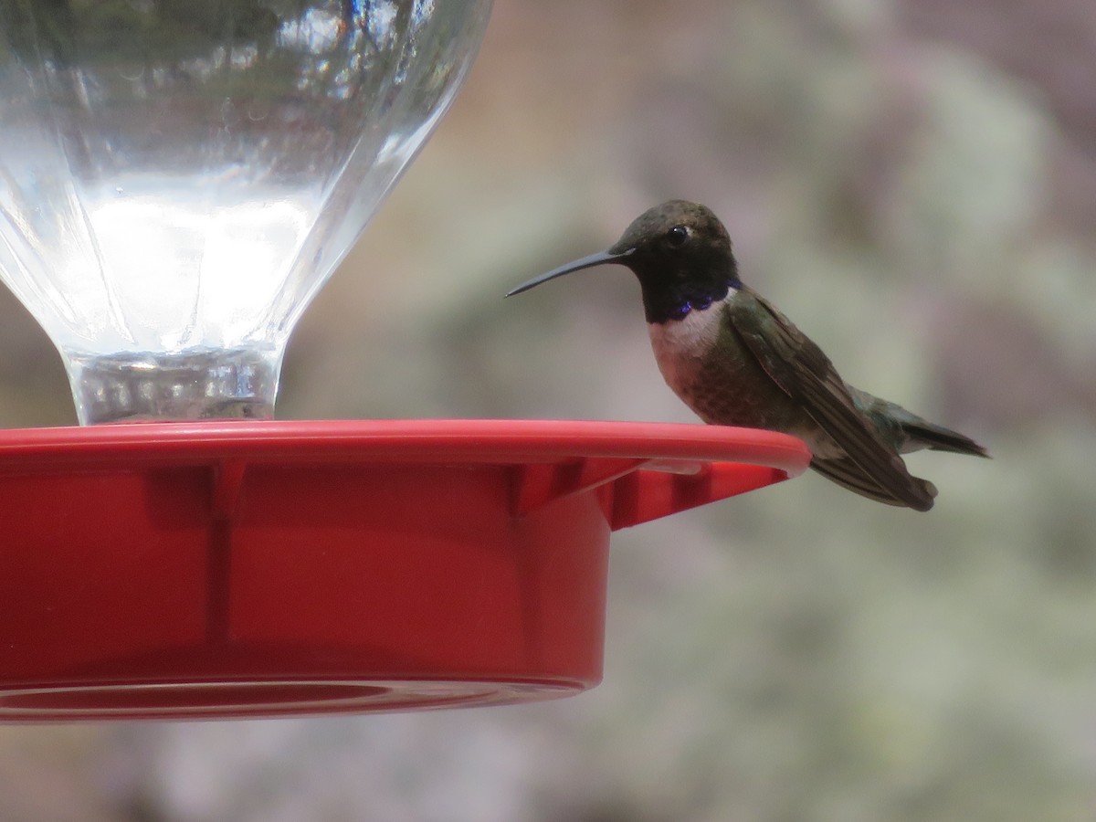 Black-chinned Hummingbird - ML636434382