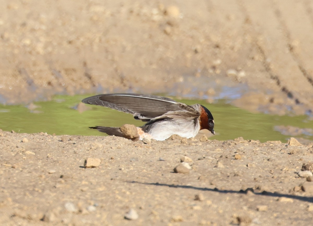 Cliff Swallow - ML636434386